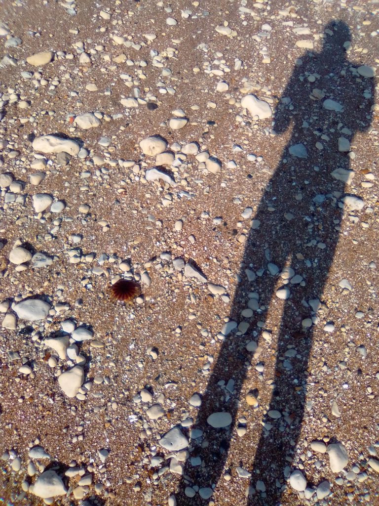 Ombre sur la plage avec méduse